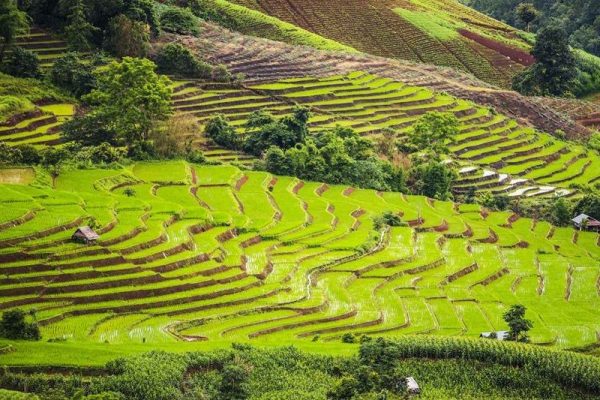 Think Thailand ChiangMai 484851874 Devilkae Copy