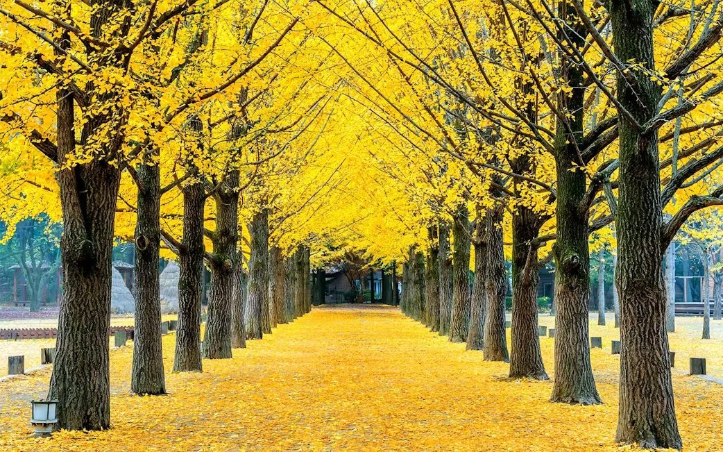 28033f6d8dc866413ea609d575f78102 10662 Seoul Nami Island Petite France Garden Of Morning Calm Gangchon Rail Bike Day Trip From Seoul 11