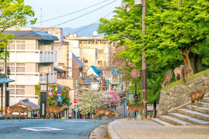 🦌 Nara y sus ciervos sagrados 1 