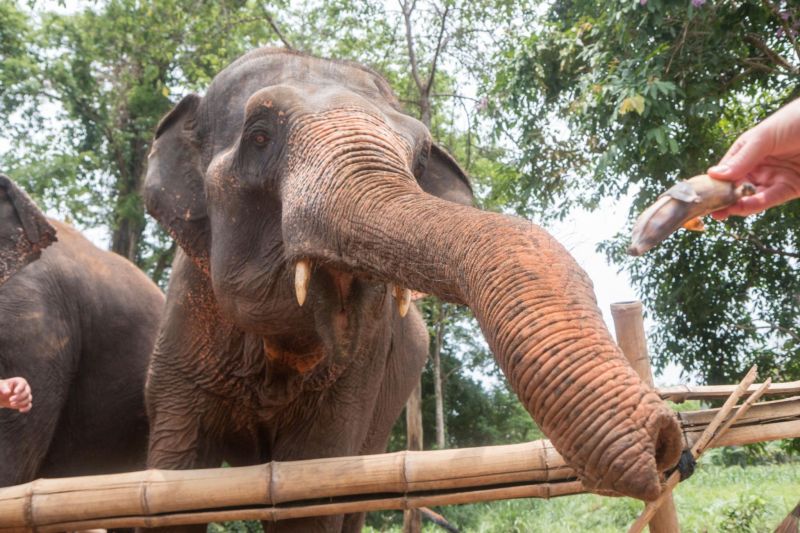 Festival Yi Peng y santuario de elefantes 1 