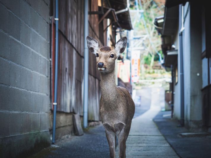 🦌 Nara y sus ciervos sagrados 0 