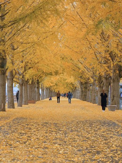 Naturaleza: Isla Nami 0 