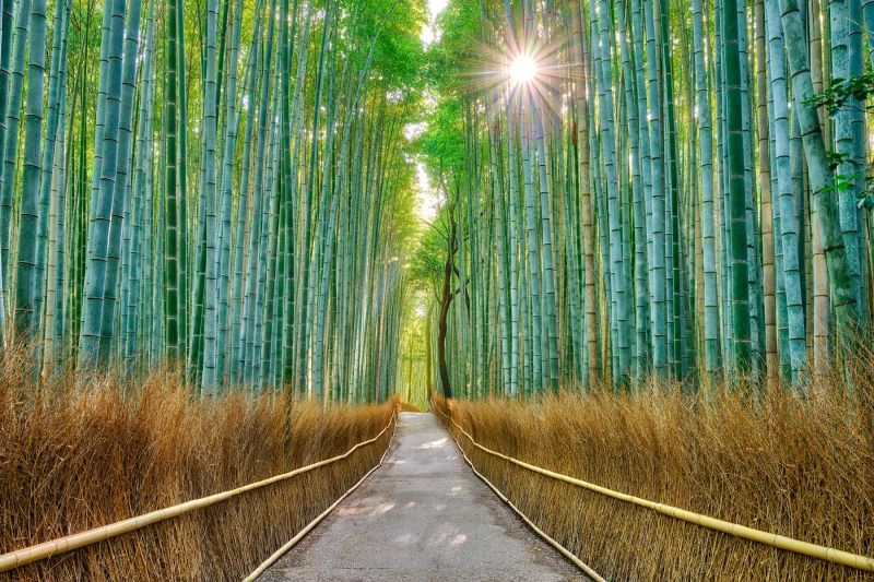 Guiding Light Japan Arashiyama Bamboo Forest Sun